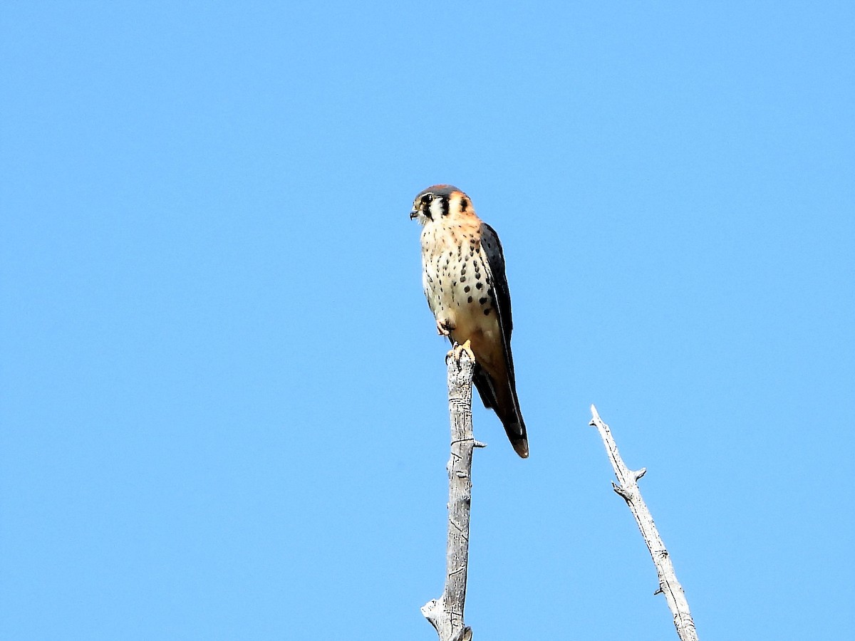 American Kestrel - ML483708521