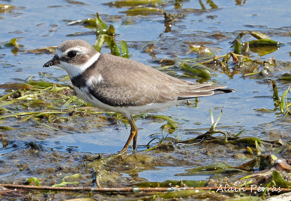 Semipalmated Plover - Alain Perras