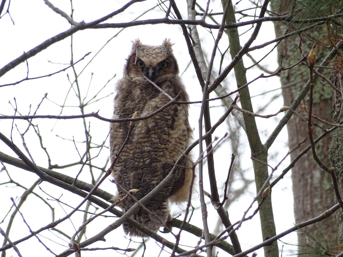 Great Horned Owl - ML483710561