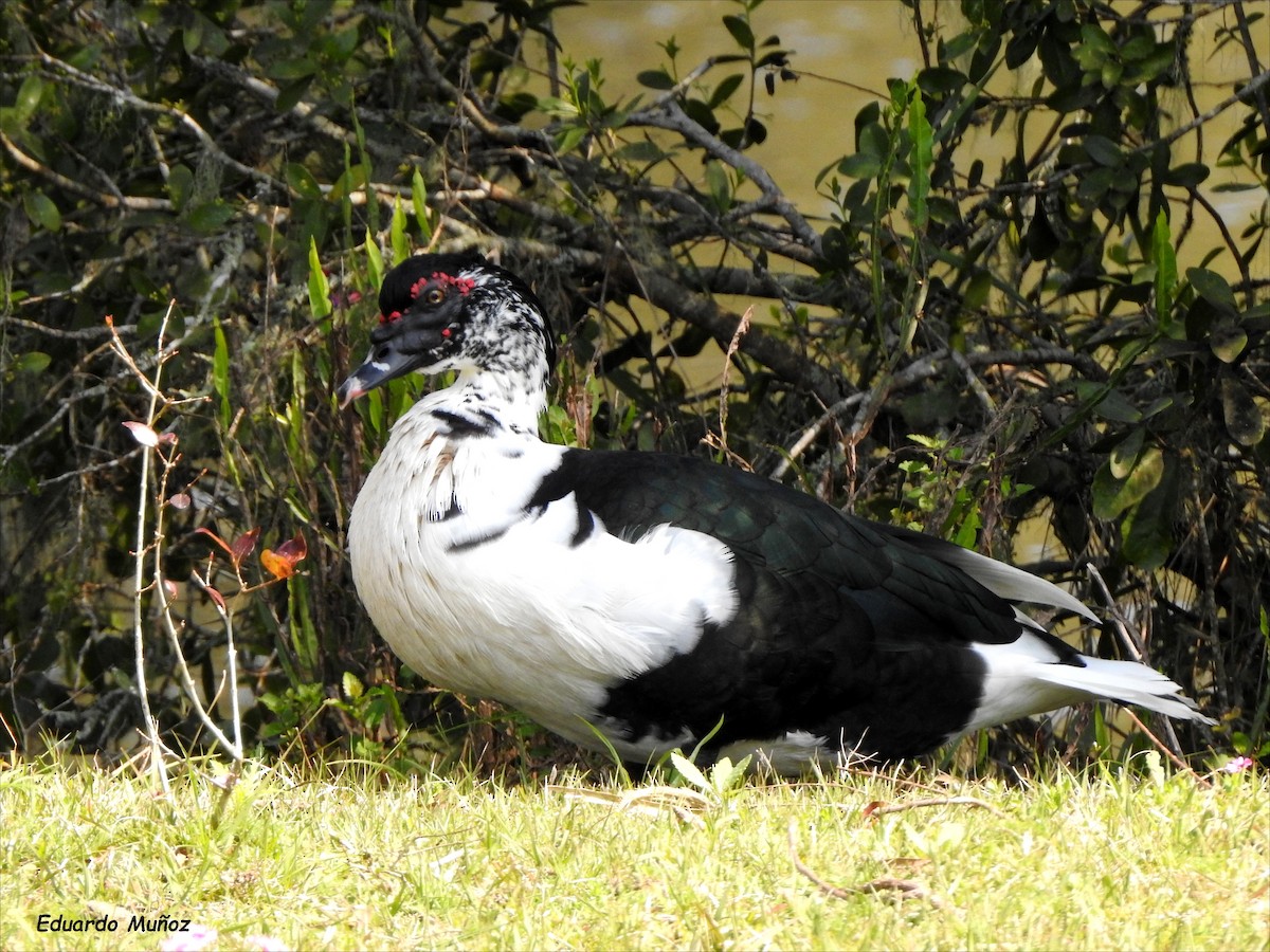 Muscovy Duck (Domestic type) - ML483711561