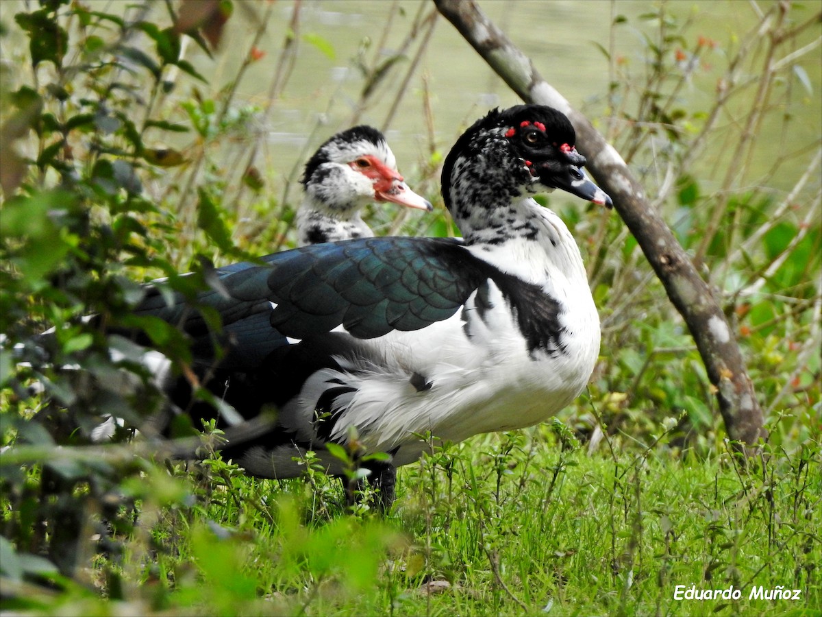 Muscovy Duck (Domestic type) - ML483711571