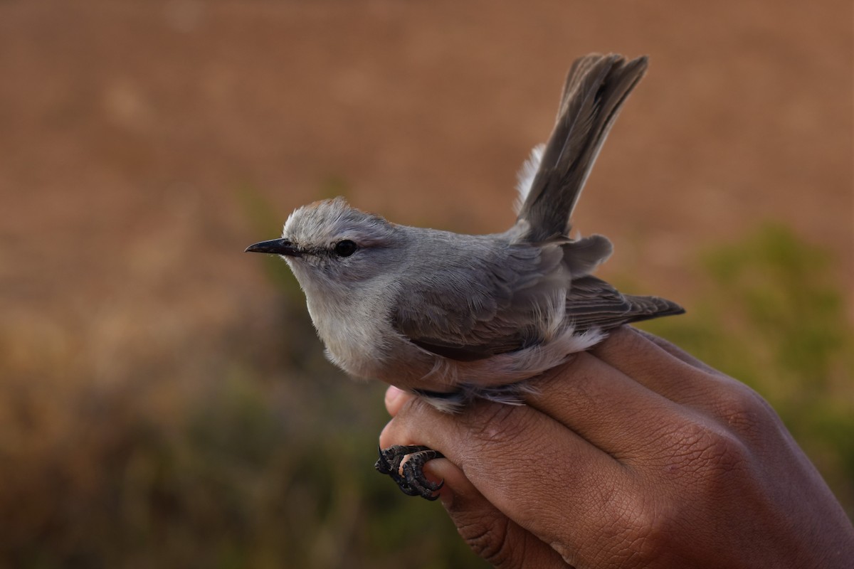 Rufous-naped Ground-Tyrant - ML483711801