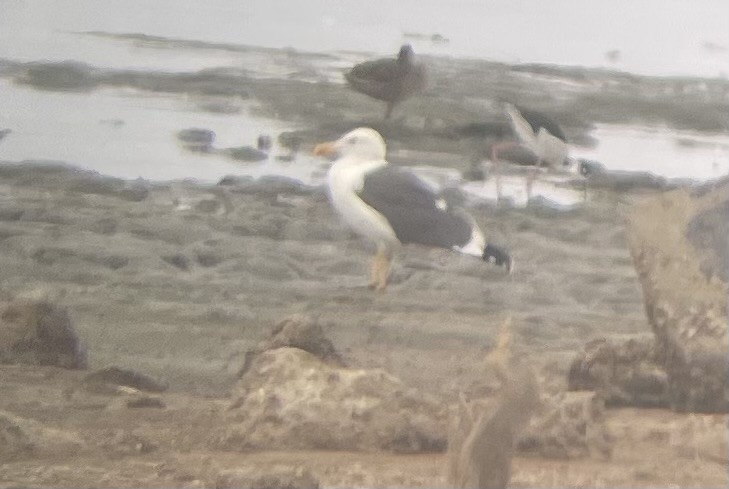 Yellow-footed Gull - ML483712211