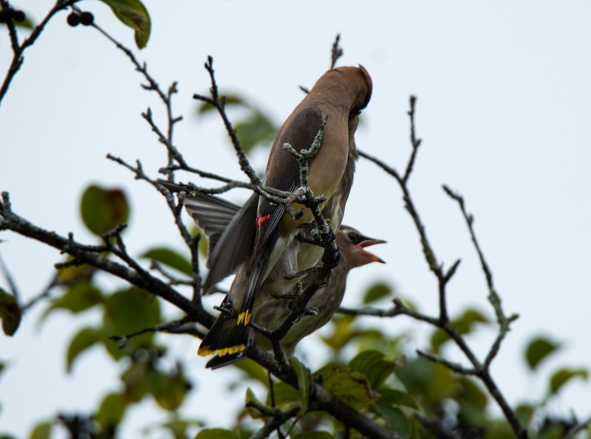 Cedar Waxwing - ML483712541