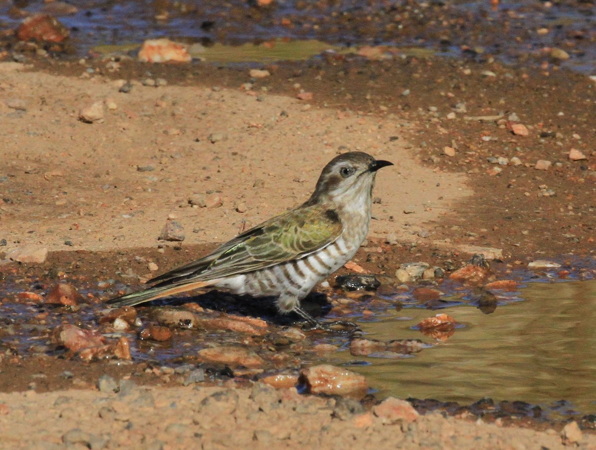 Horsfield's Bronze-Cuckoo - Peter Sawyer