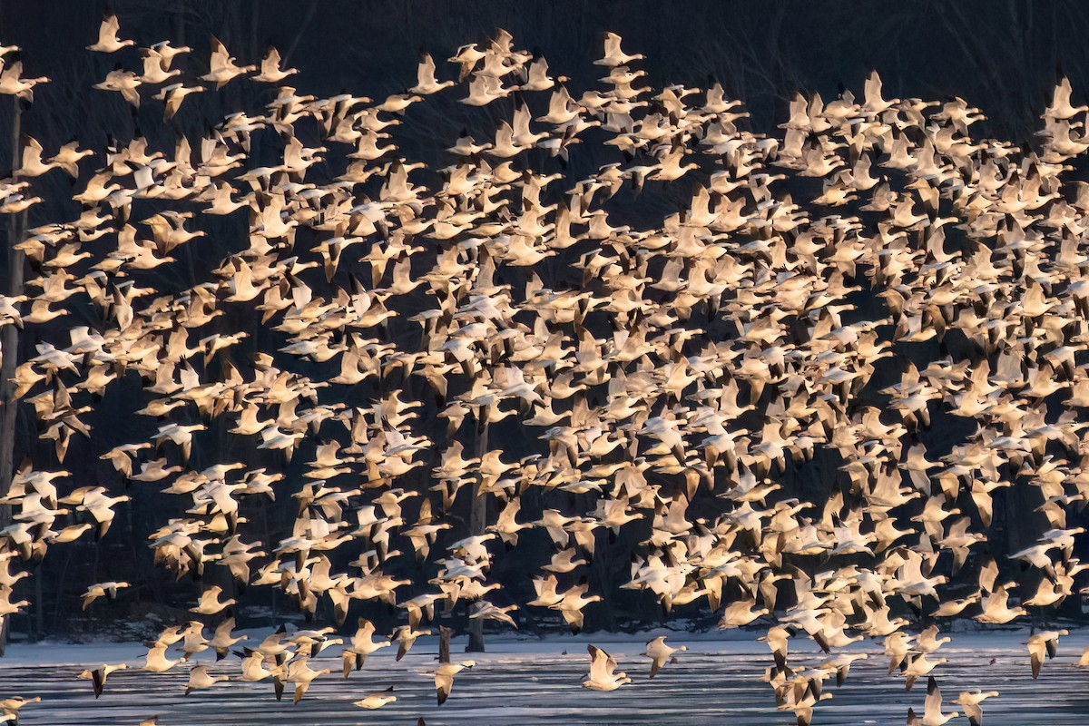 Snow Goose - Derek Hudgins