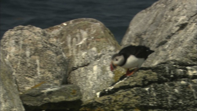 Atlantic Puffin - ML483714