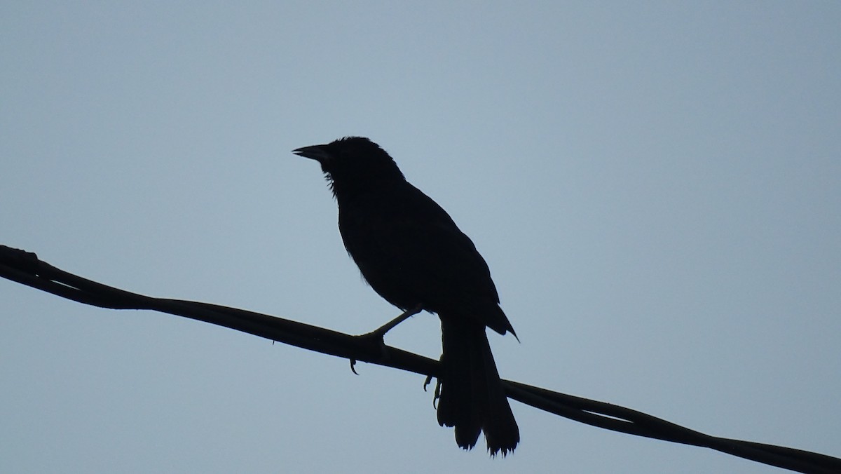 Cuban Blackbird - Hoatzin Aname