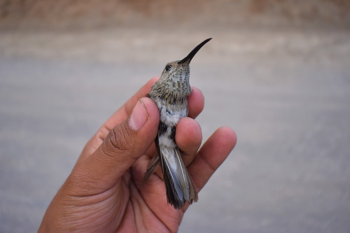 Spot-throated Hummingbird - Ricardo Carrillo