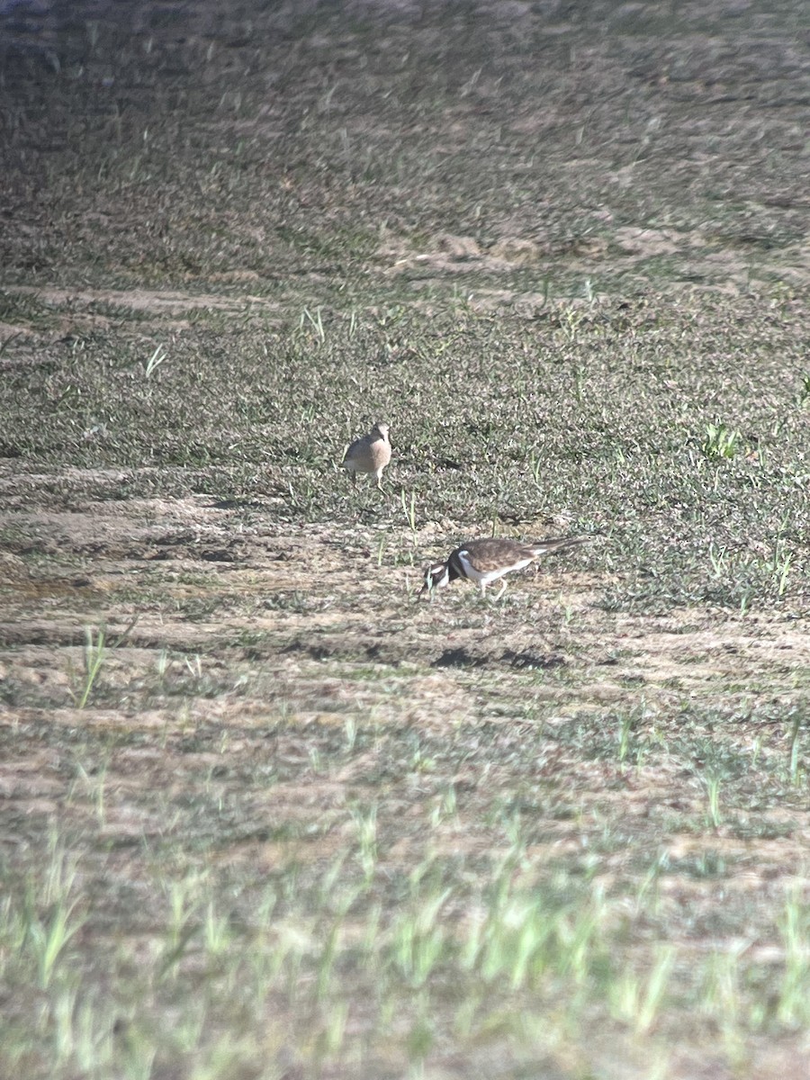 Buff-breasted Sandpiper - ML483714711