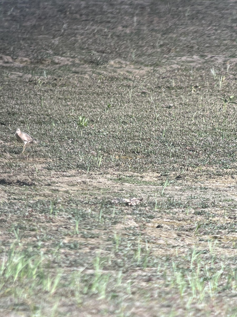 Buff-breasted Sandpiper - ML483714721