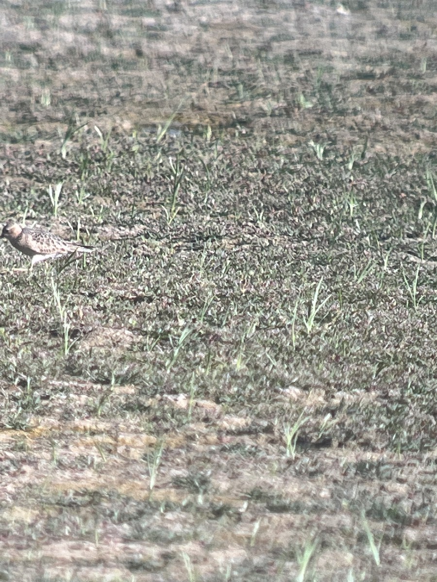 Buff-breasted Sandpiper - ML483714761