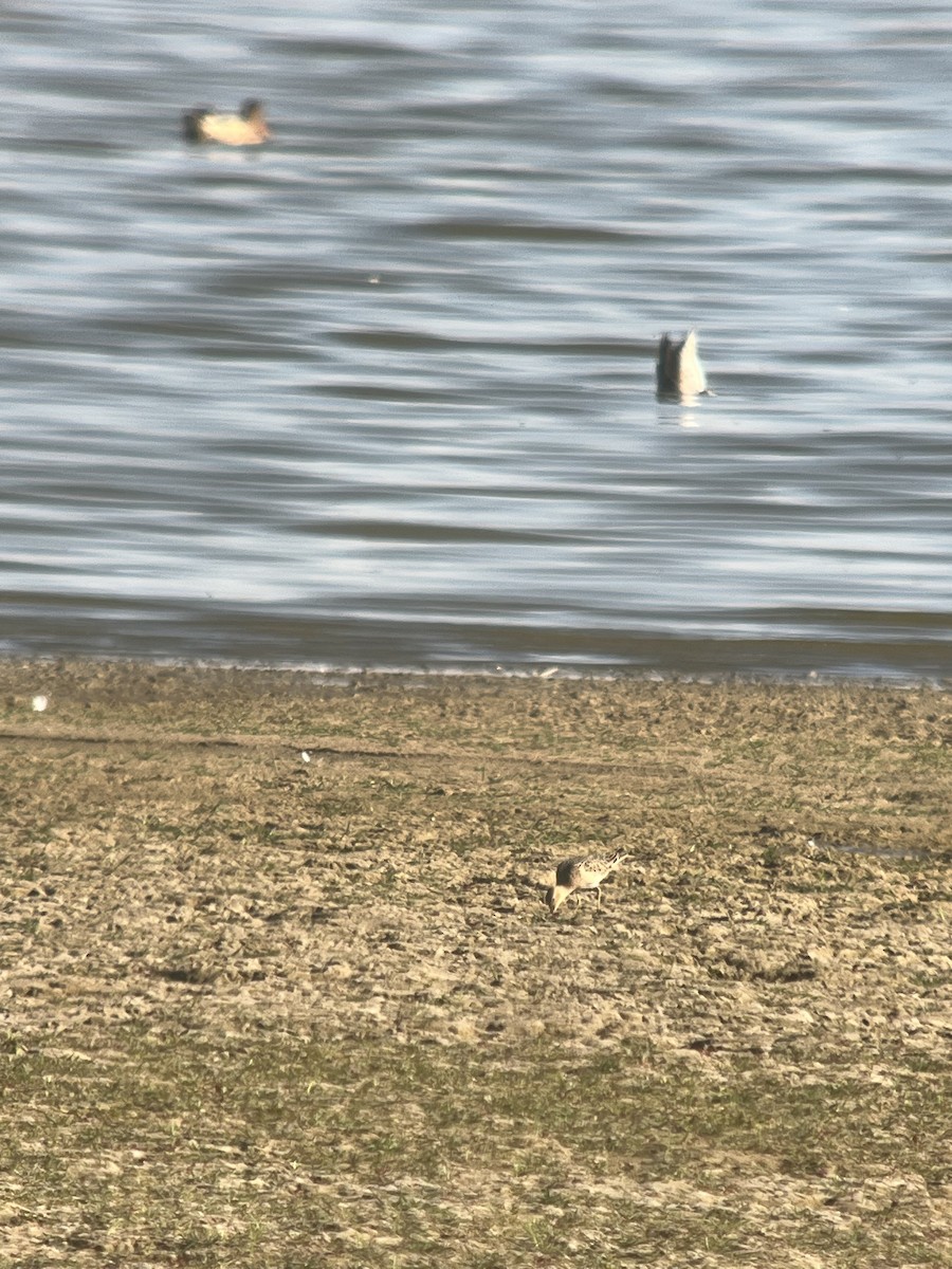 Buff-breasted Sandpiper - ML483714841