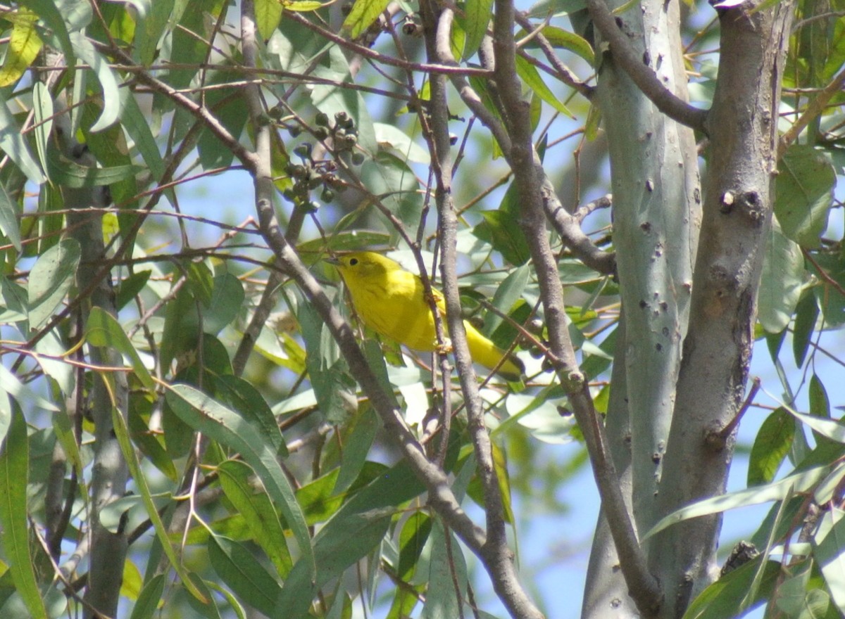 Paruline jaune - ML483716221