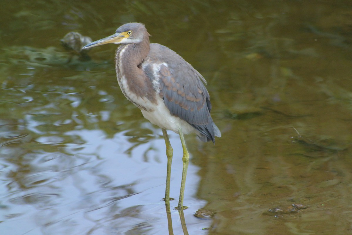 Tricolored Heron - ML483718111