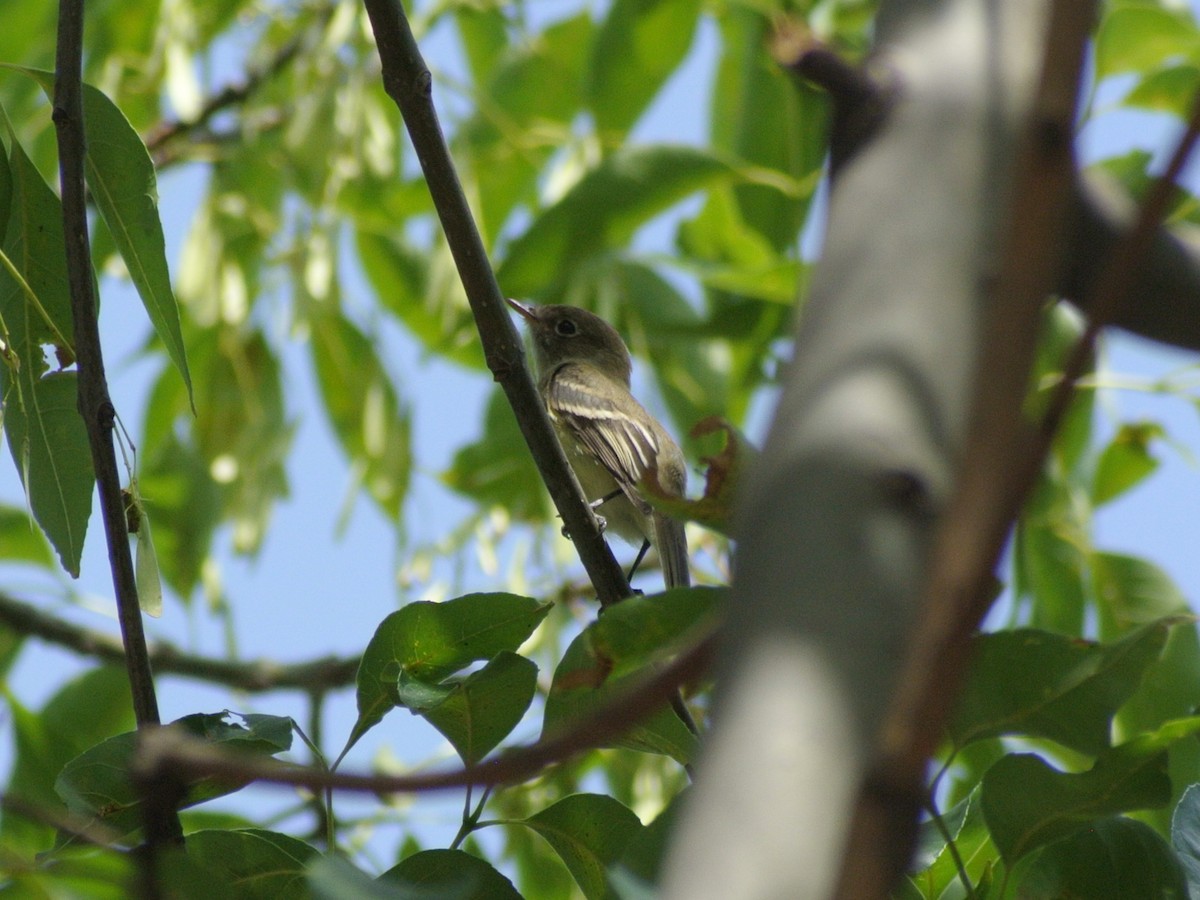 Least Flycatcher - ML483718511