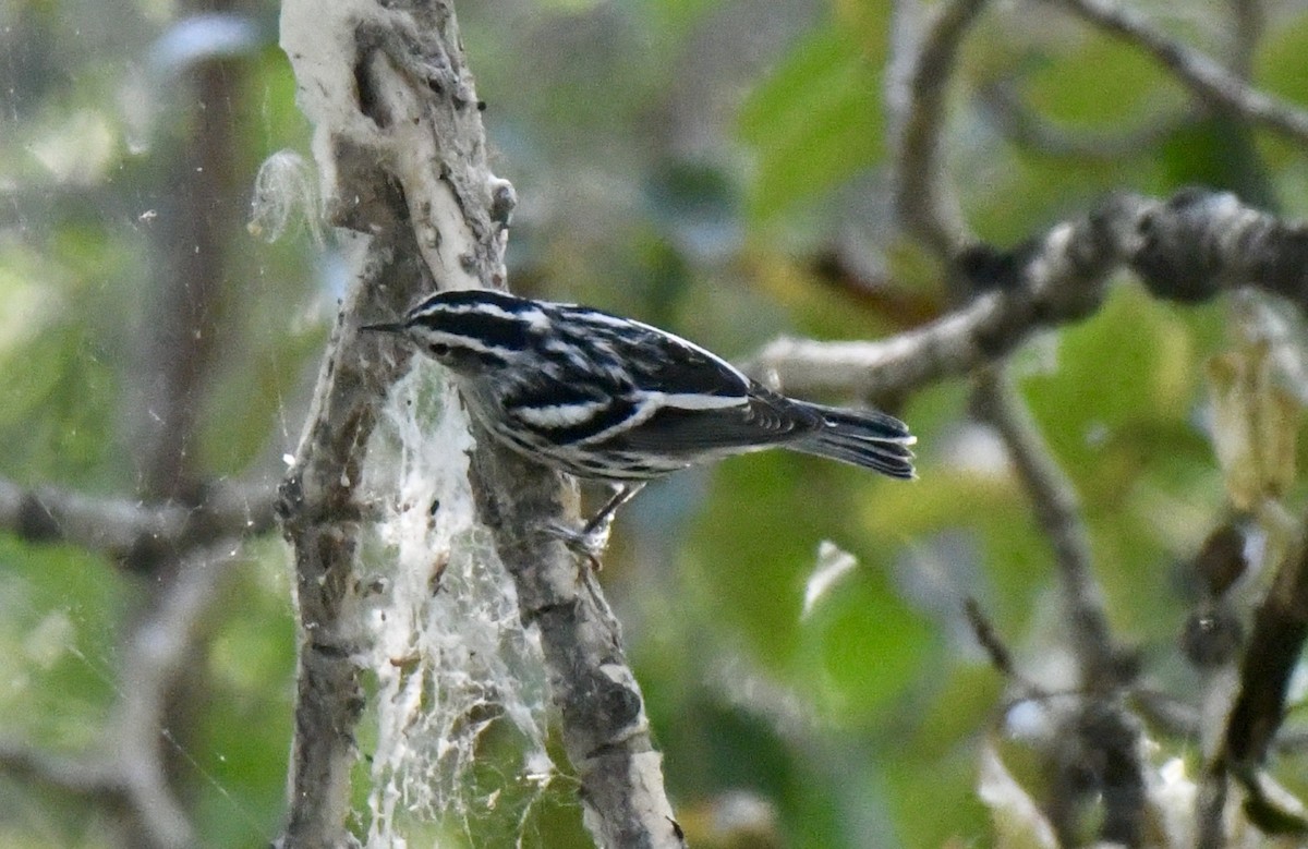 Black-and-white Warbler - David Campbell