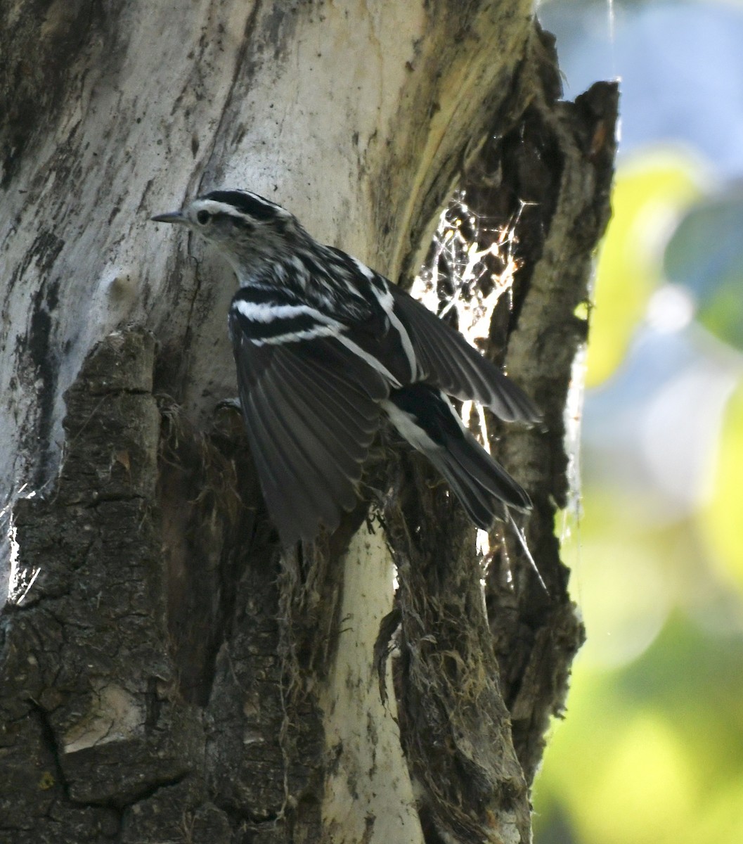 Black-and-white Warbler - ML483718941