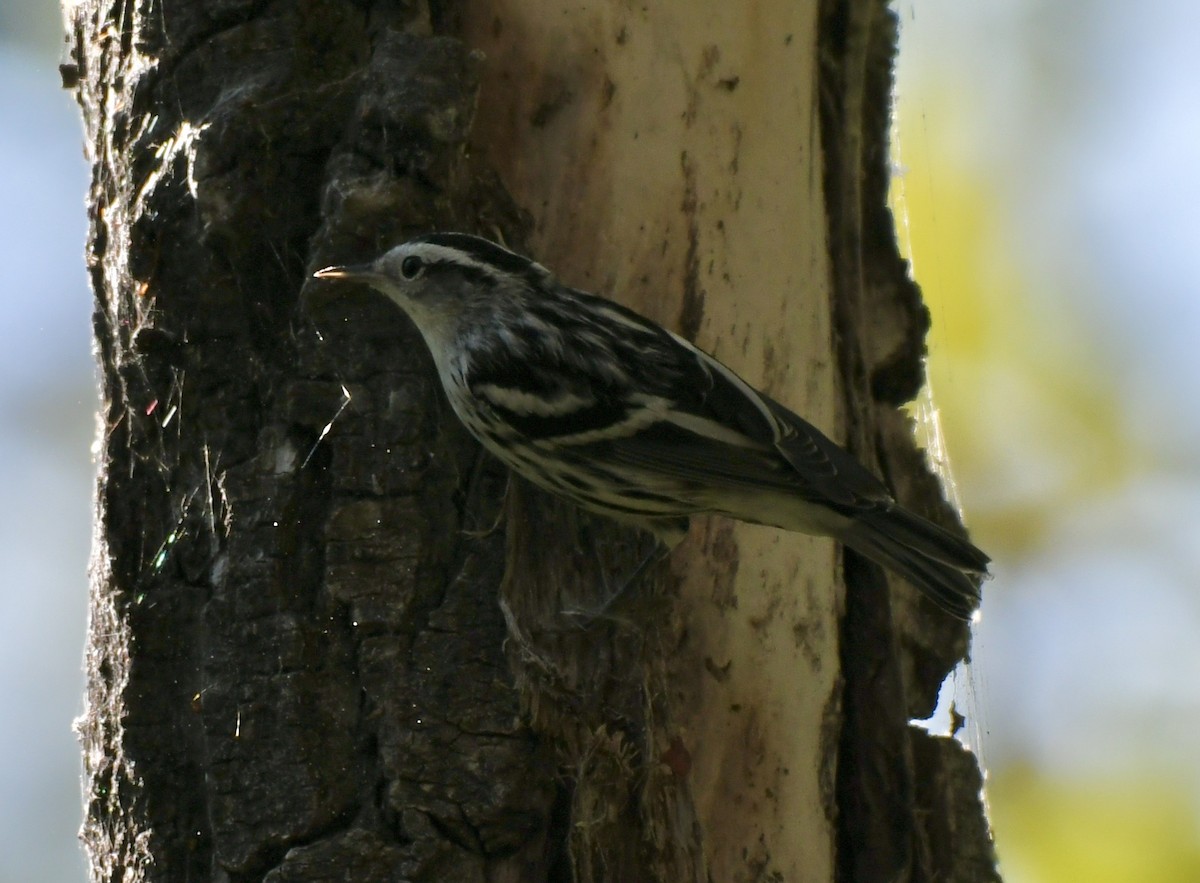 Black-and-white Warbler - ML483718951