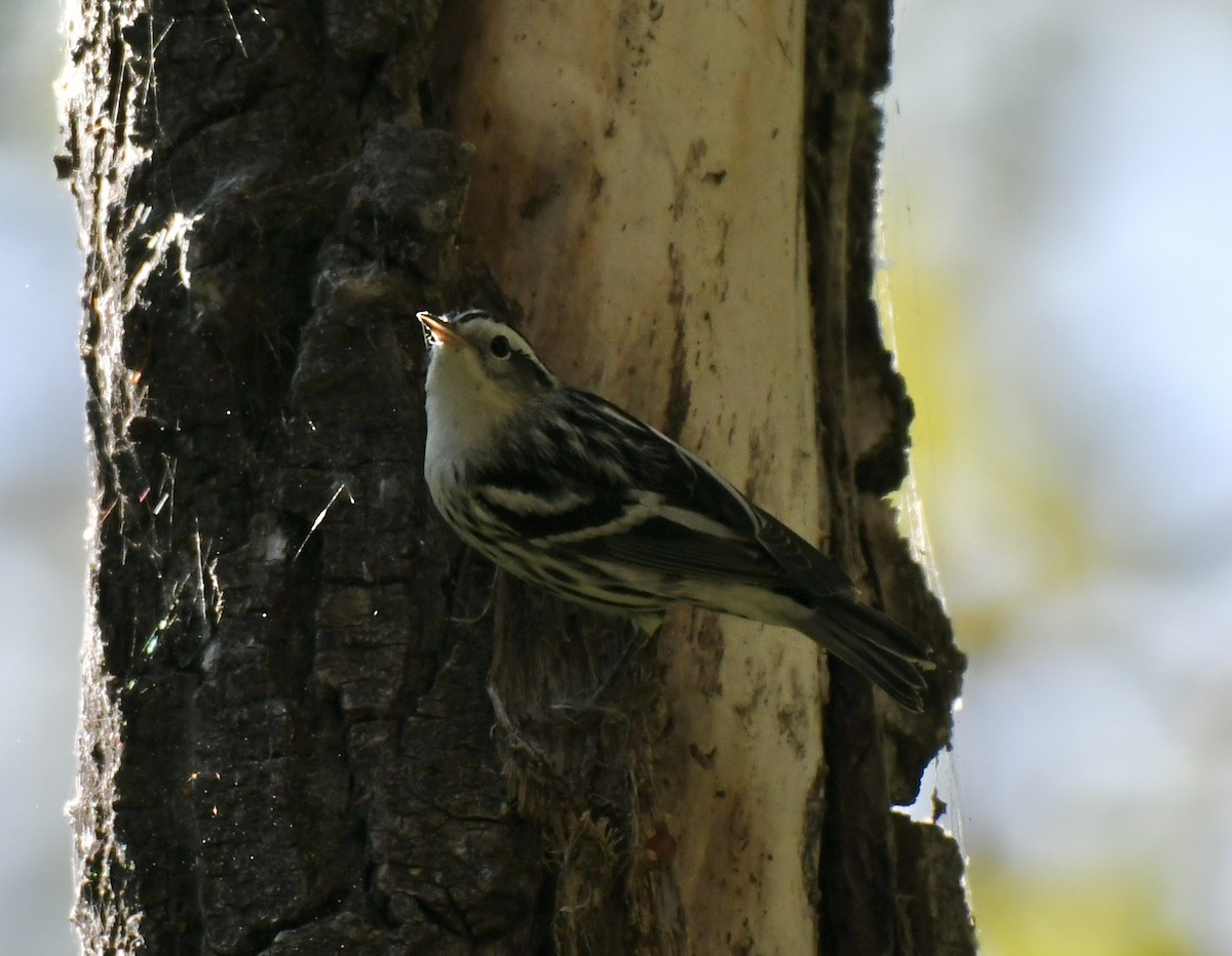 Black-and-white Warbler - David Campbell