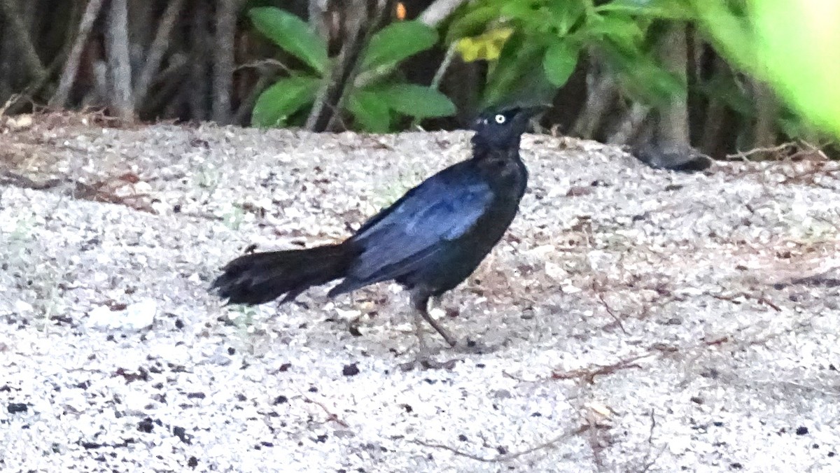 Greater Antillean Grackle - ML483721161