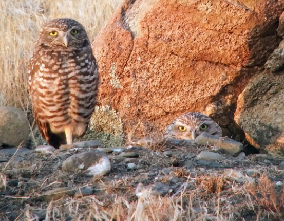 Burrowing Owl - Kristin Purdy