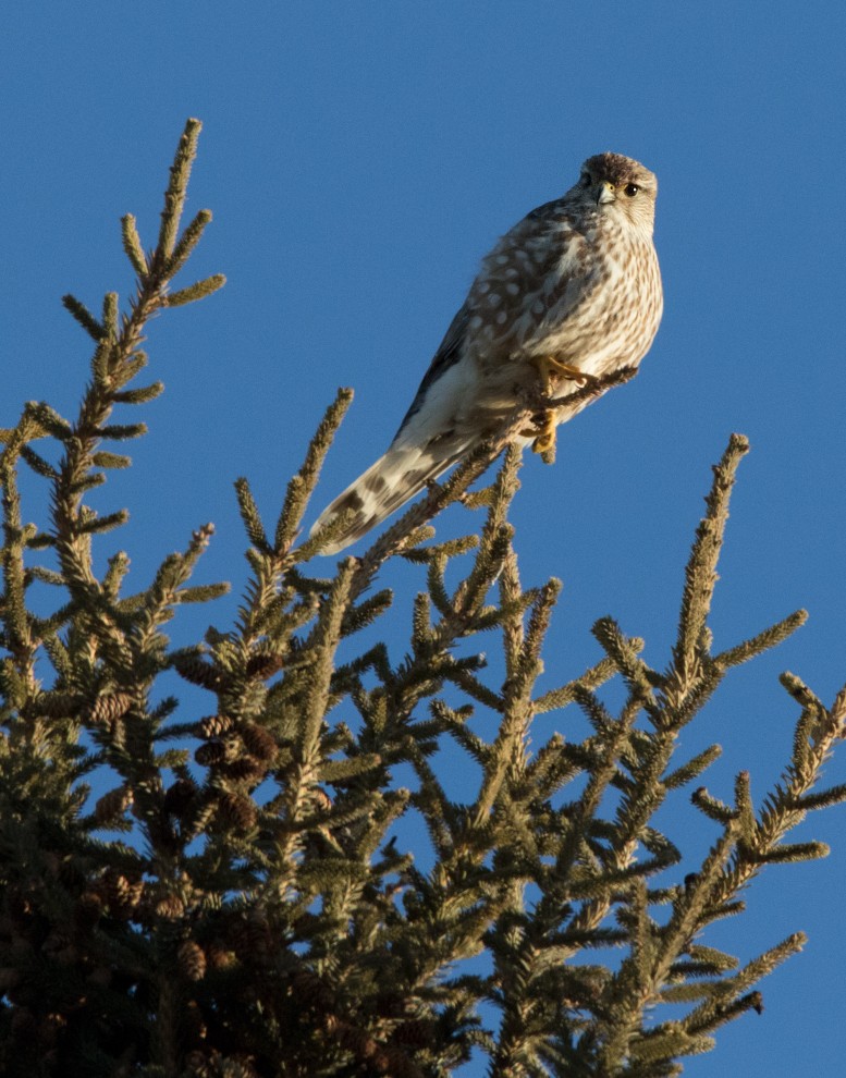 Merlin - ML48372181