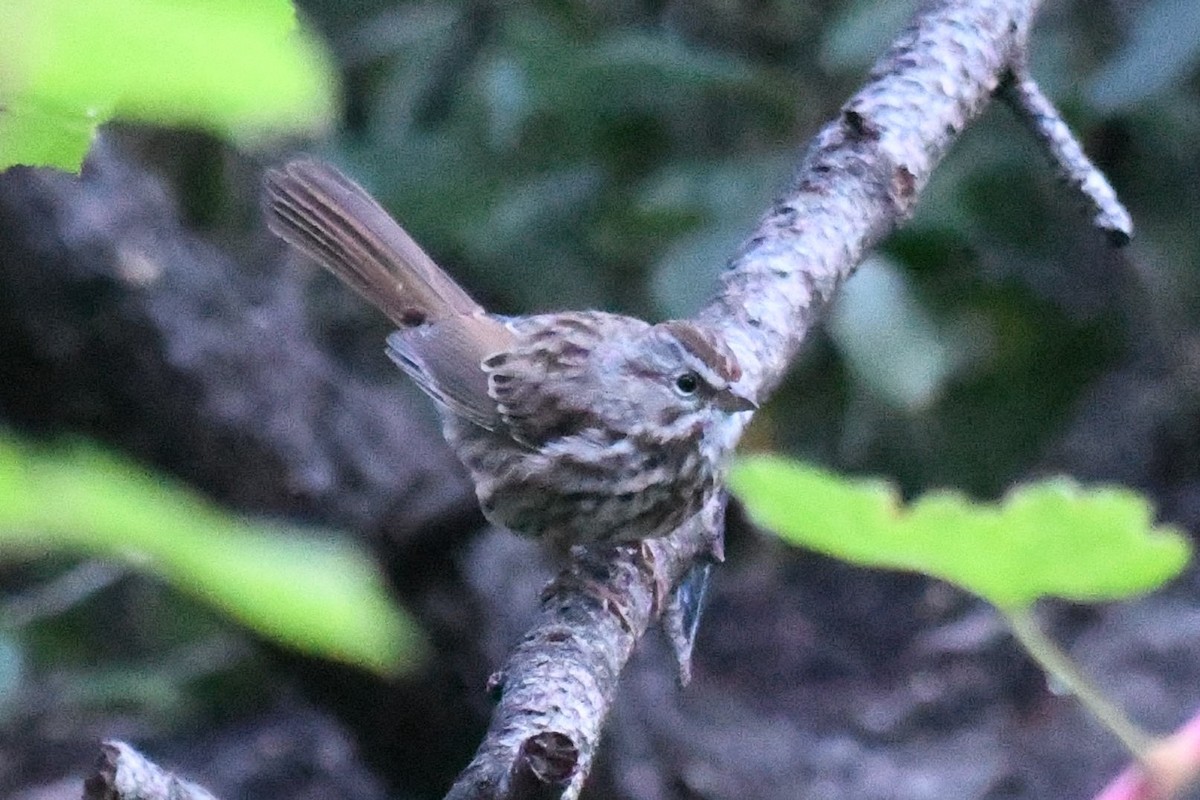 Song Sparrow - ML483722441