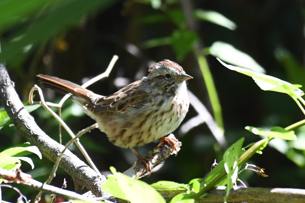 Song Sparrow - ML483722451