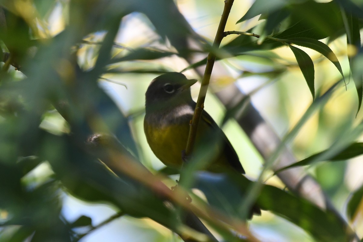 MacGillivray's Warbler - ML483722531