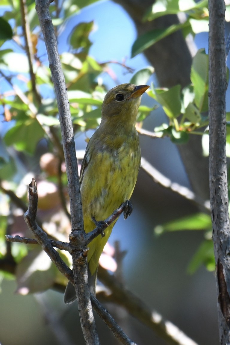 Western Tanager - ML483722561