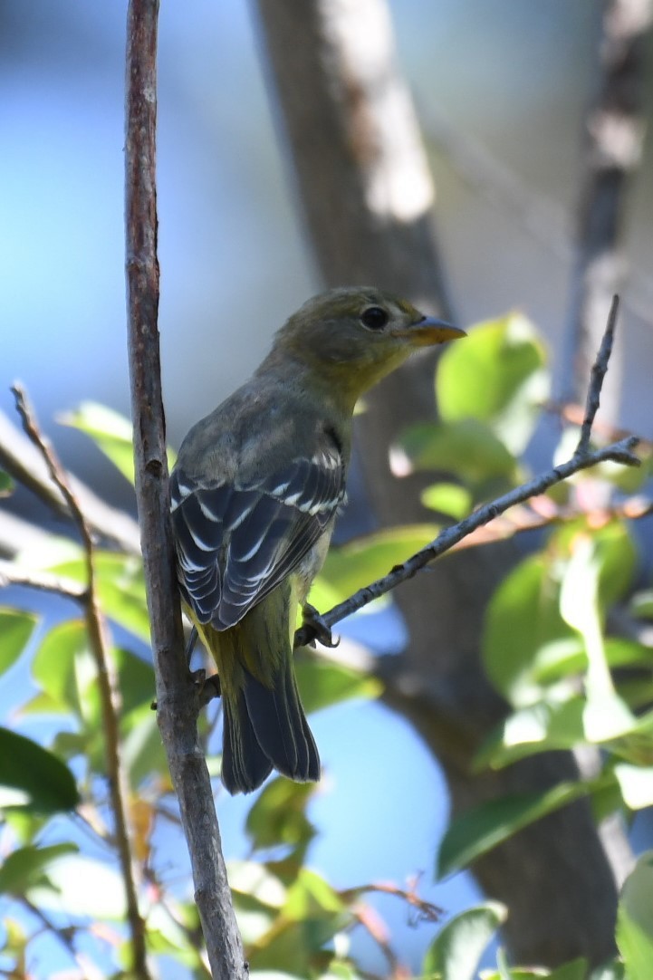 Western Tanager - ML483722571