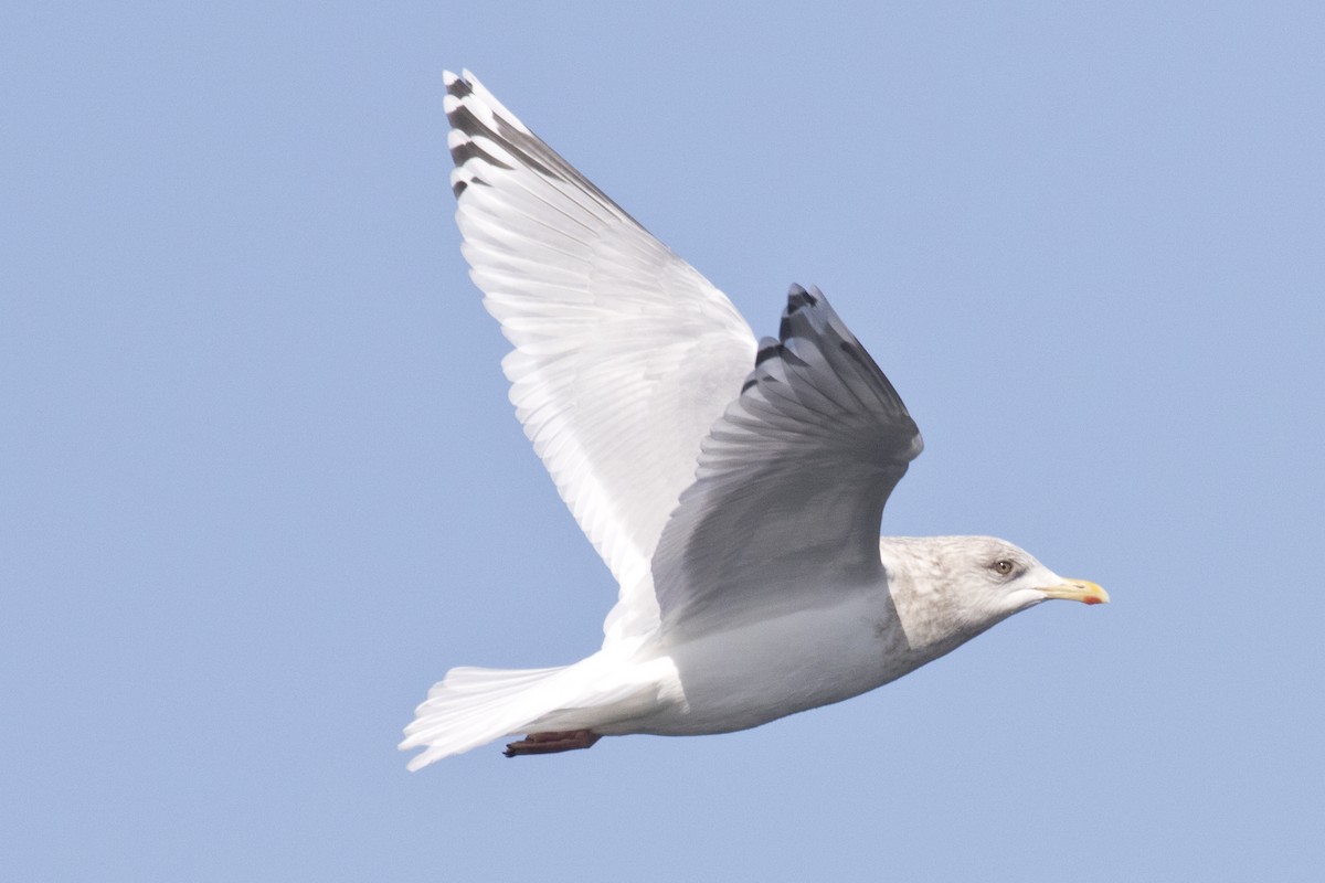 Iceland Gull - ML48372301