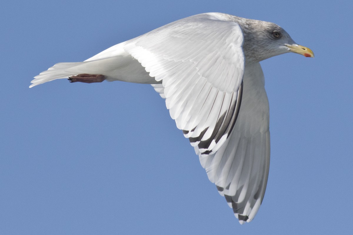 Iceland Gull - ML48372331