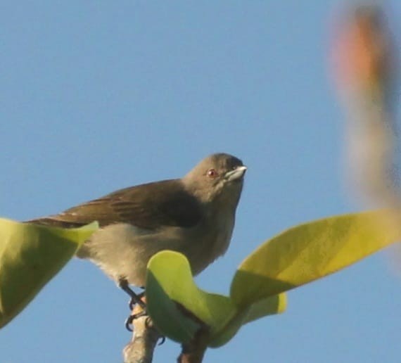 Thick-billed Flowerpecker - ML483723351