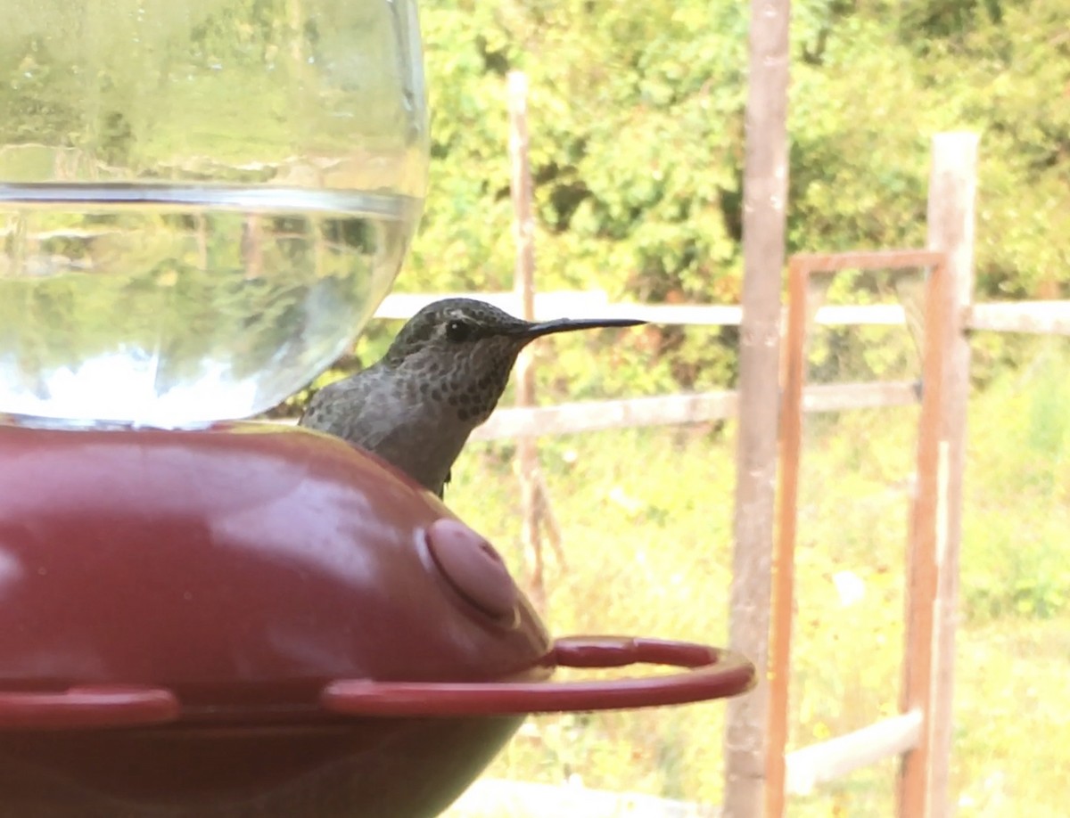 Anna's Hummingbird - ML483724281