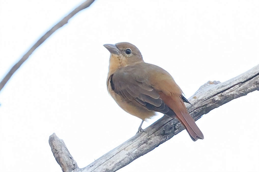 Summer Tanager - ML483724471