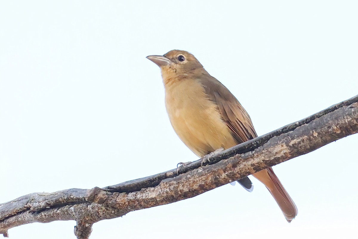 Summer Tanager - ML483724491