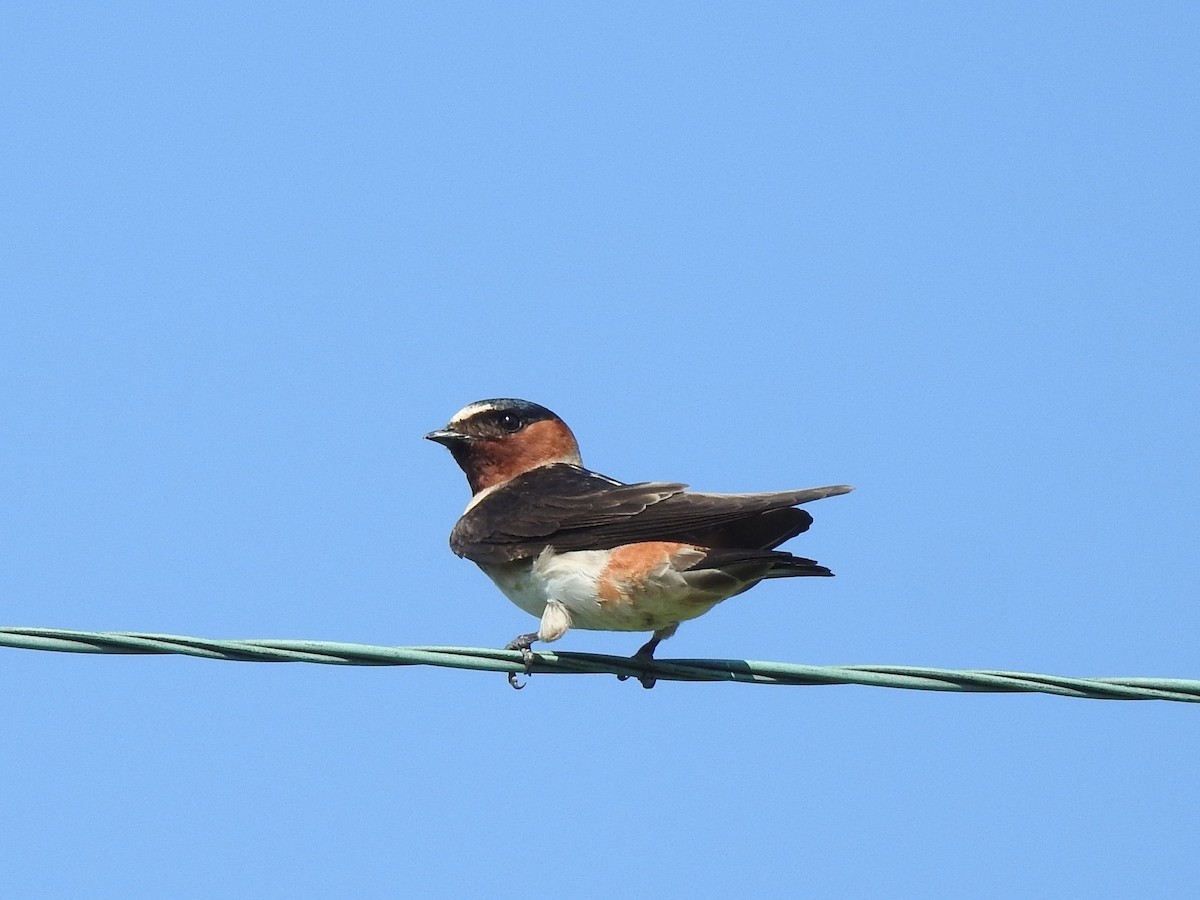 Cliff Swallow - ML483725131