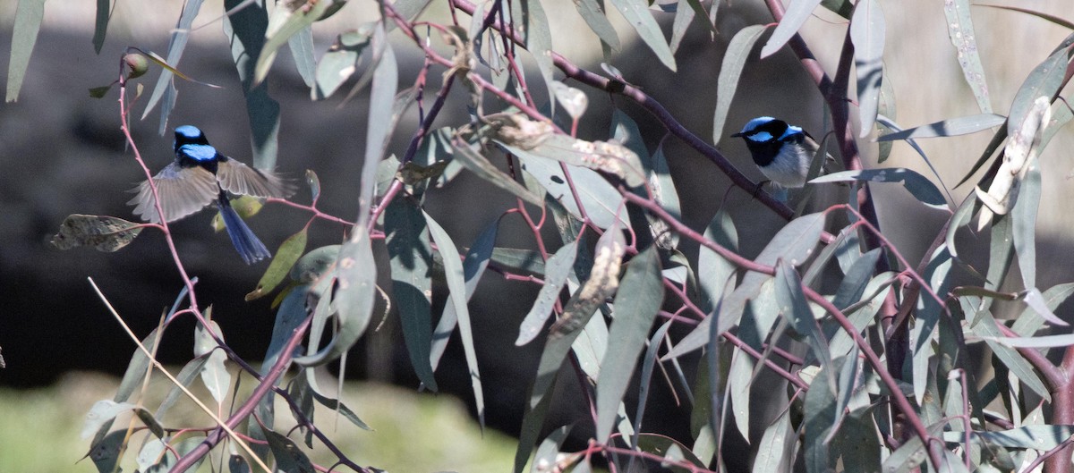 Superb Fairywren - ML483725191