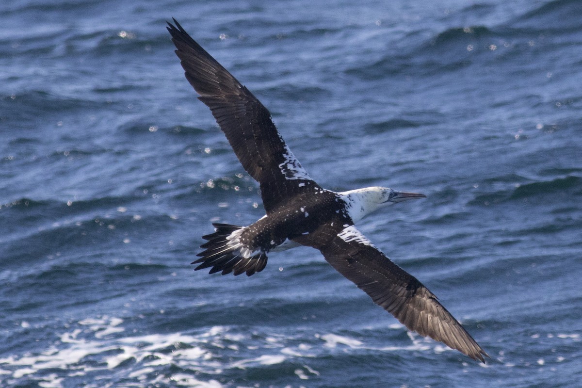 Northern Gannet - ML48372621