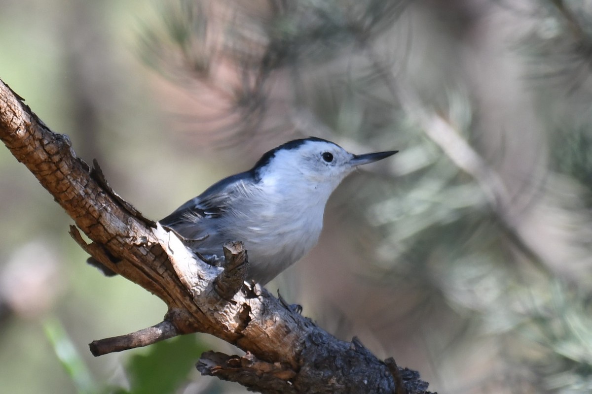 White-breasted Nuthatch (Interior West) - ML483726601