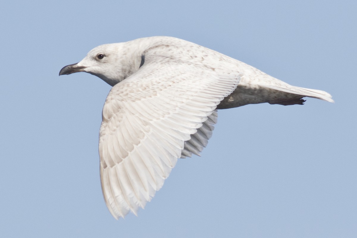 Iceland Gull (kumlieni/glaucoides) - David Brown