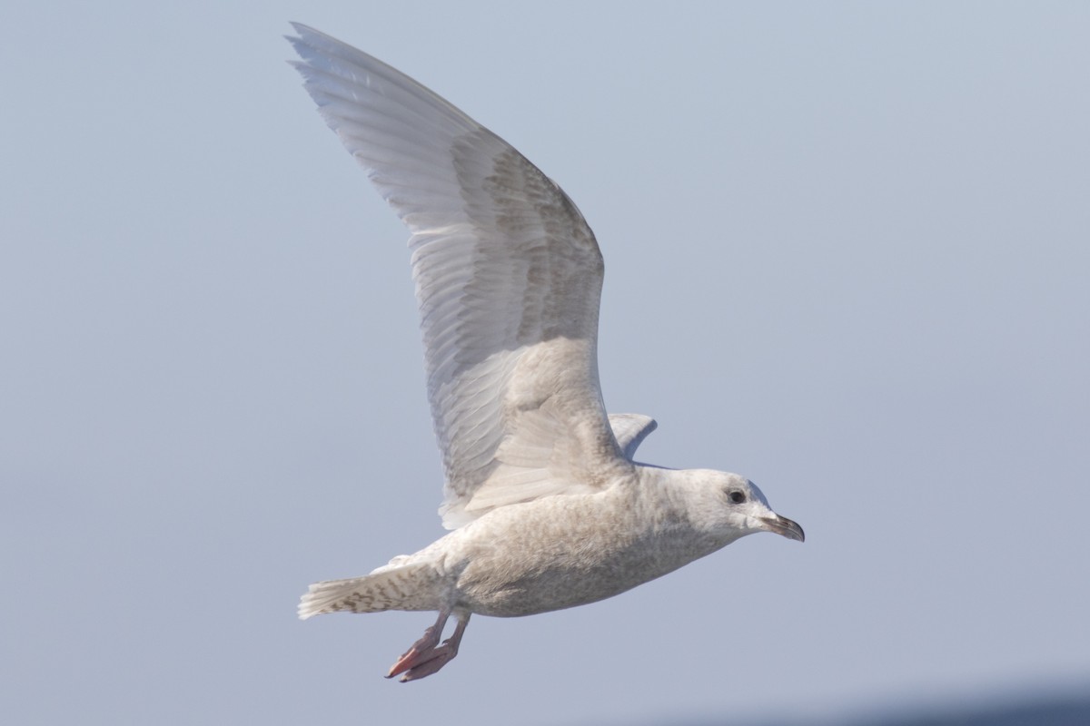 Iceland Gull (kumlieni/glaucoides) - ML48373101