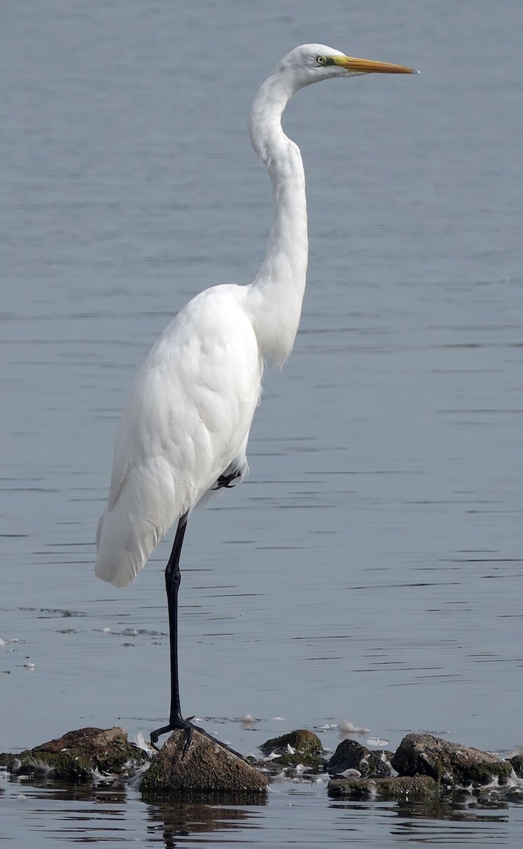 Great Egret - Hans-Jürgen Kühnel