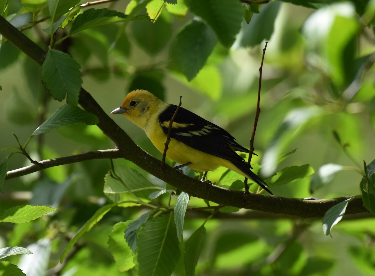 Western Tanager - ML483731291