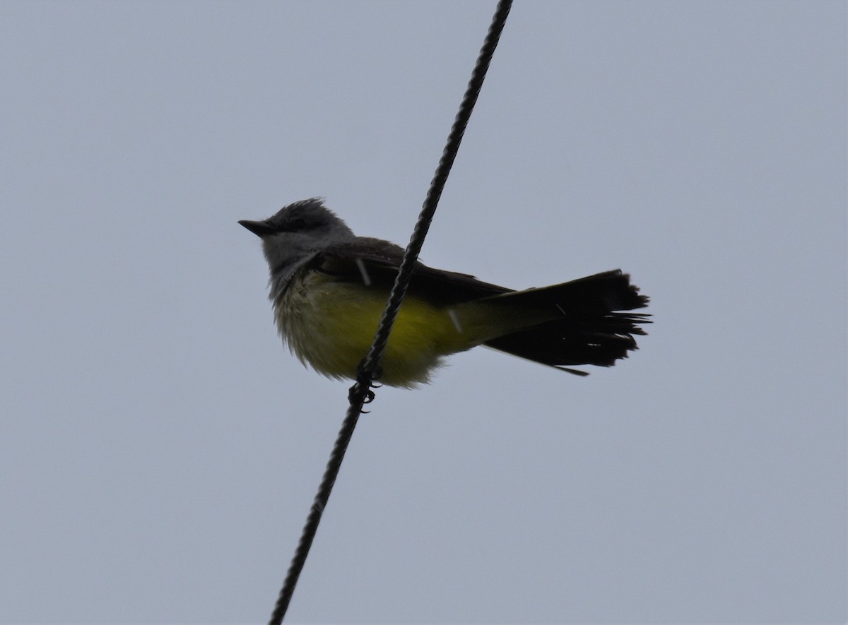 Western Kingbird - ML483731431