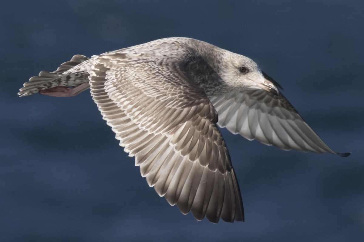 Gaviota Argéntea - ML48373161