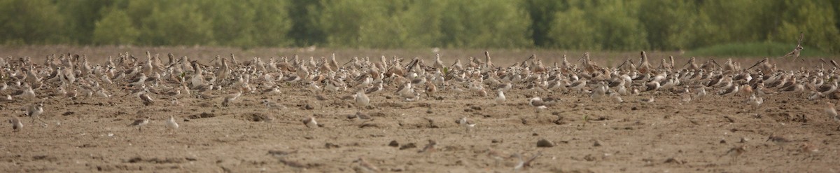 Asian Dowitcher - ML483731711