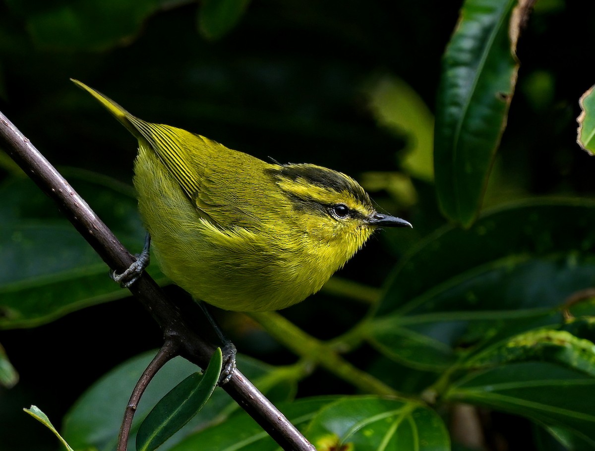 Mountain Leaf Warbler - ML483733191